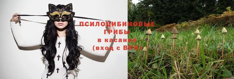 Псилоцибиновые грибы Magic Shrooms  купить закладку  Рубцовск 